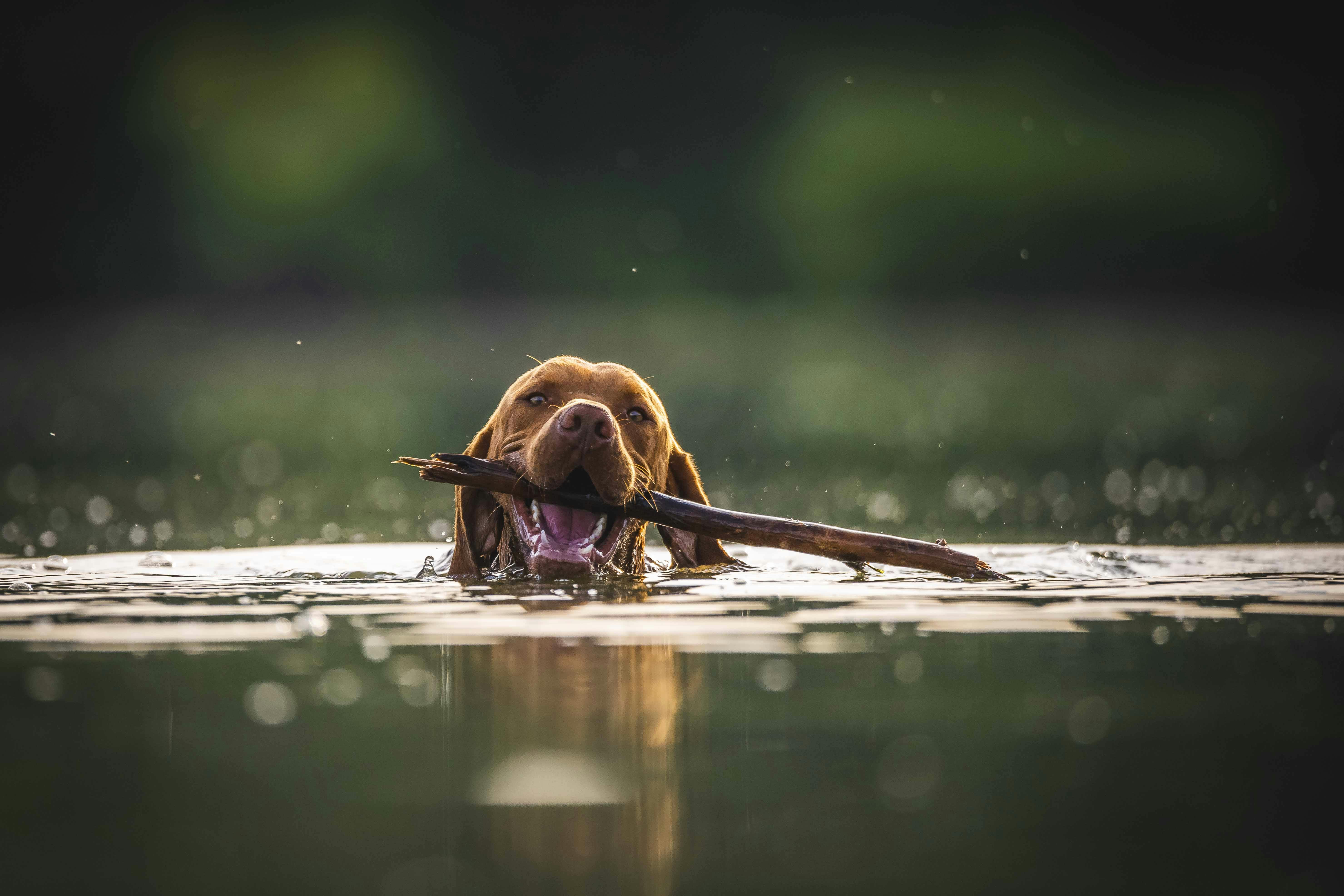 Brown Labrador swimming with stick — ecological habitat